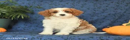 Cavapoo dogs for sale: Clover - Ad 4
