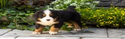 Bernese Mountain Dog dogs for sale: Matilda  - Ad 4