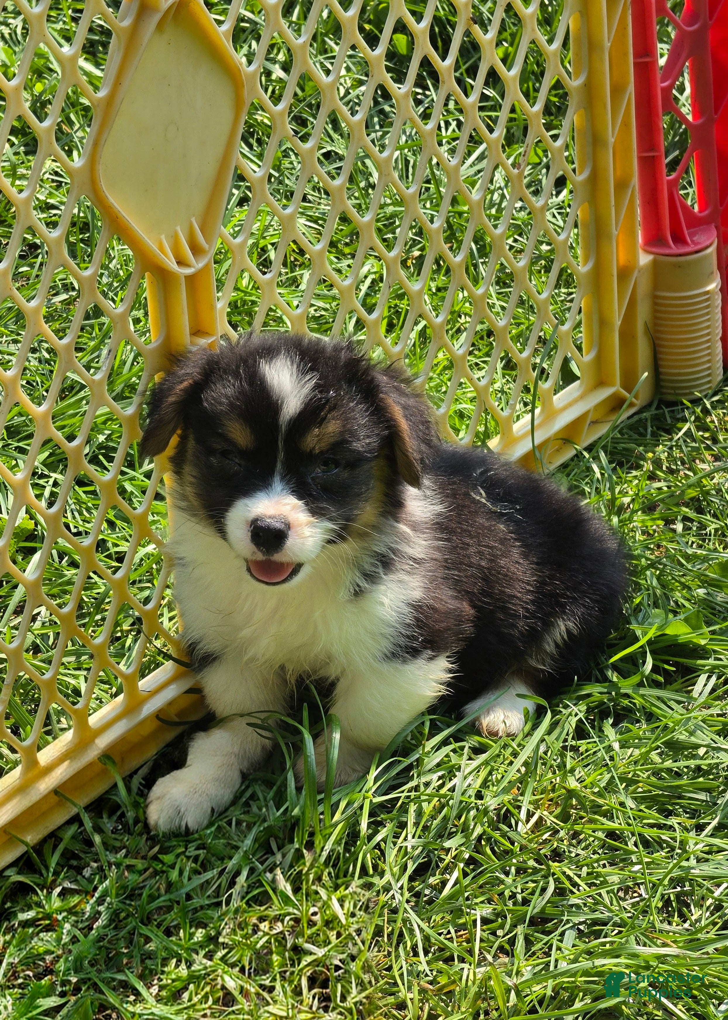 Welsh Corgi Pembroke dogs Puffy the Fluffy - Ad 1