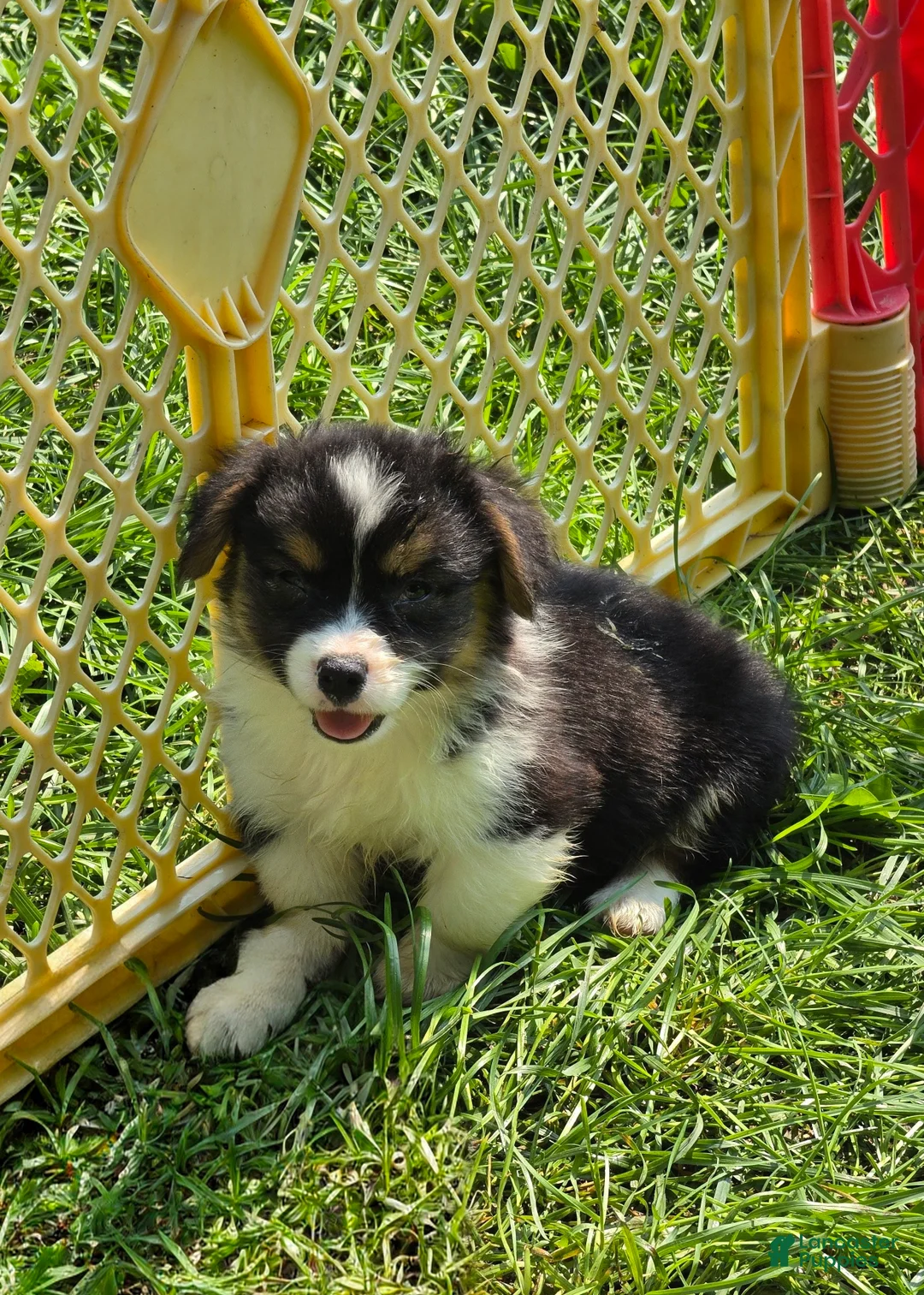 Welsh Corgi Pembroke dogs for sale: Puffy the Fluffy - Ad 1