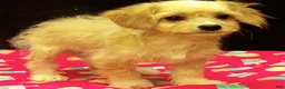 Cavachon dogs for sale: Shyla - Ad 4