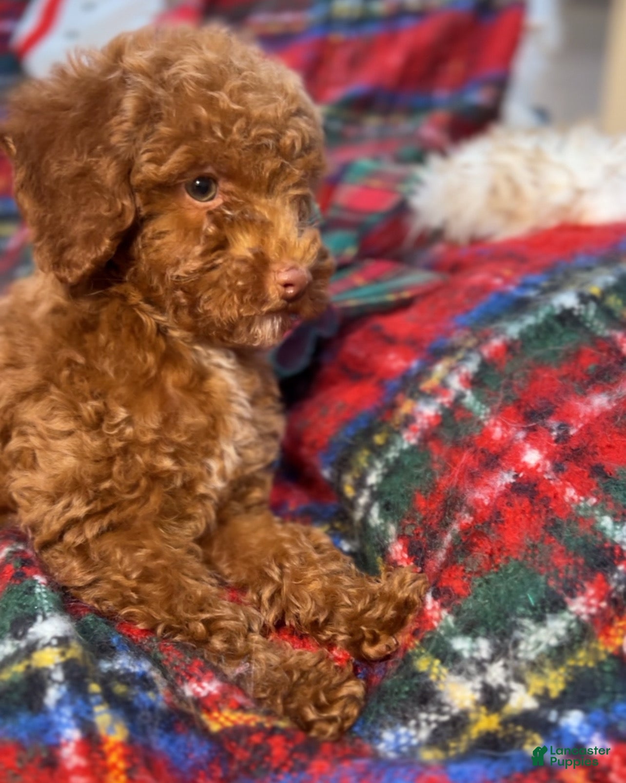 Toy Poodle dogs Toy Poodle Puppy 3 - Ad 3