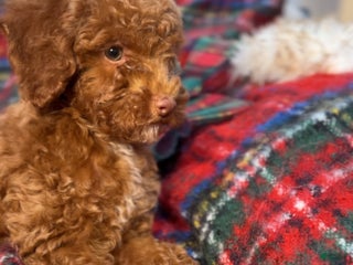 Toy Poodle dogs Toy Poodle Puppy 3 - Ad 3