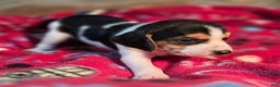 Beagle dogs for sale: Clove Queen Elizabeth Pocket Beagle - Ad 5
