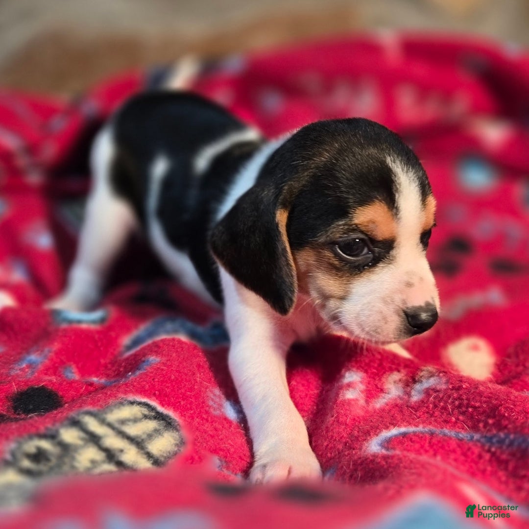 Beagle dogs for sale: Clove Queen Elizabeth Pocket Beagle - Ad 5