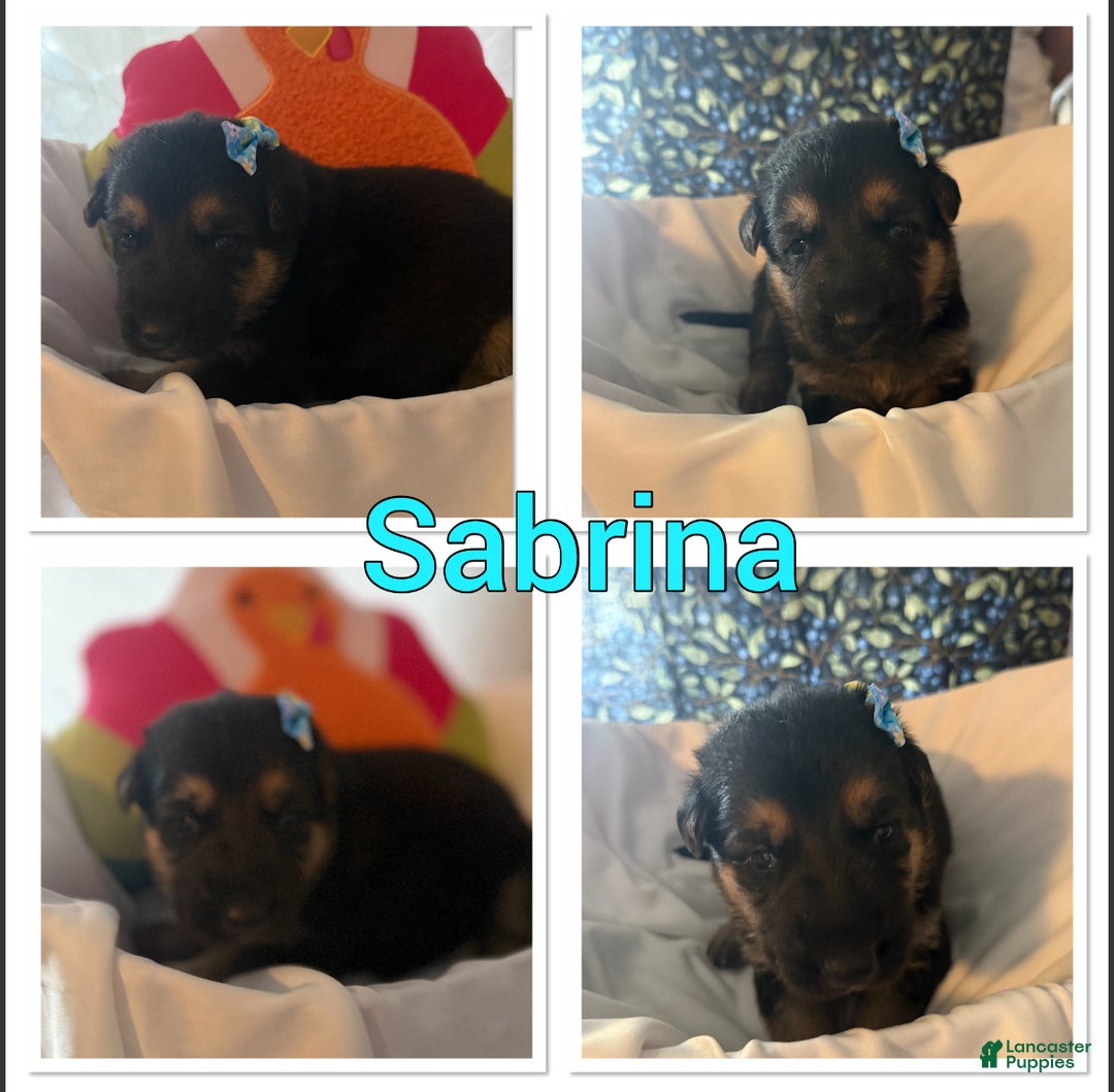 German Shepherd dogs for sale: German Shepherd Puppy 7 - Ad 4