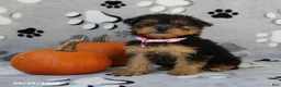 Yorkiepoo dogs for sale: Sabrina - Ad 3