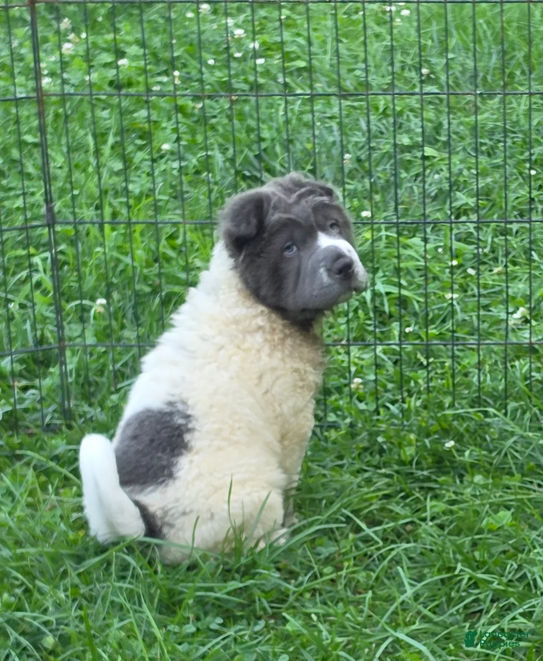 Shar Pei dogs for sale: Tara blue flower bear coat  - Ad 1