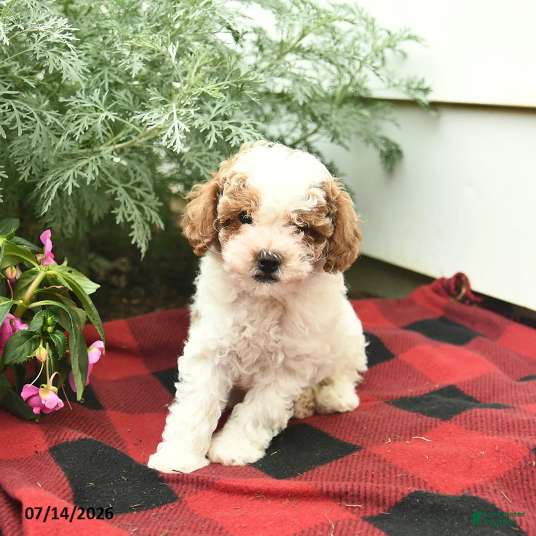 Toy Poodle dogs for sale: Windsor  - Ad 3