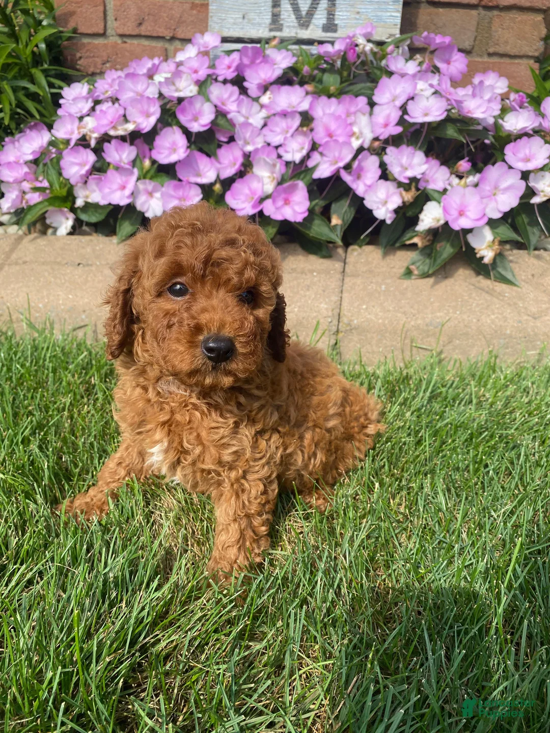 Miniature Poodle dogs for sale: Tom - Ad 1