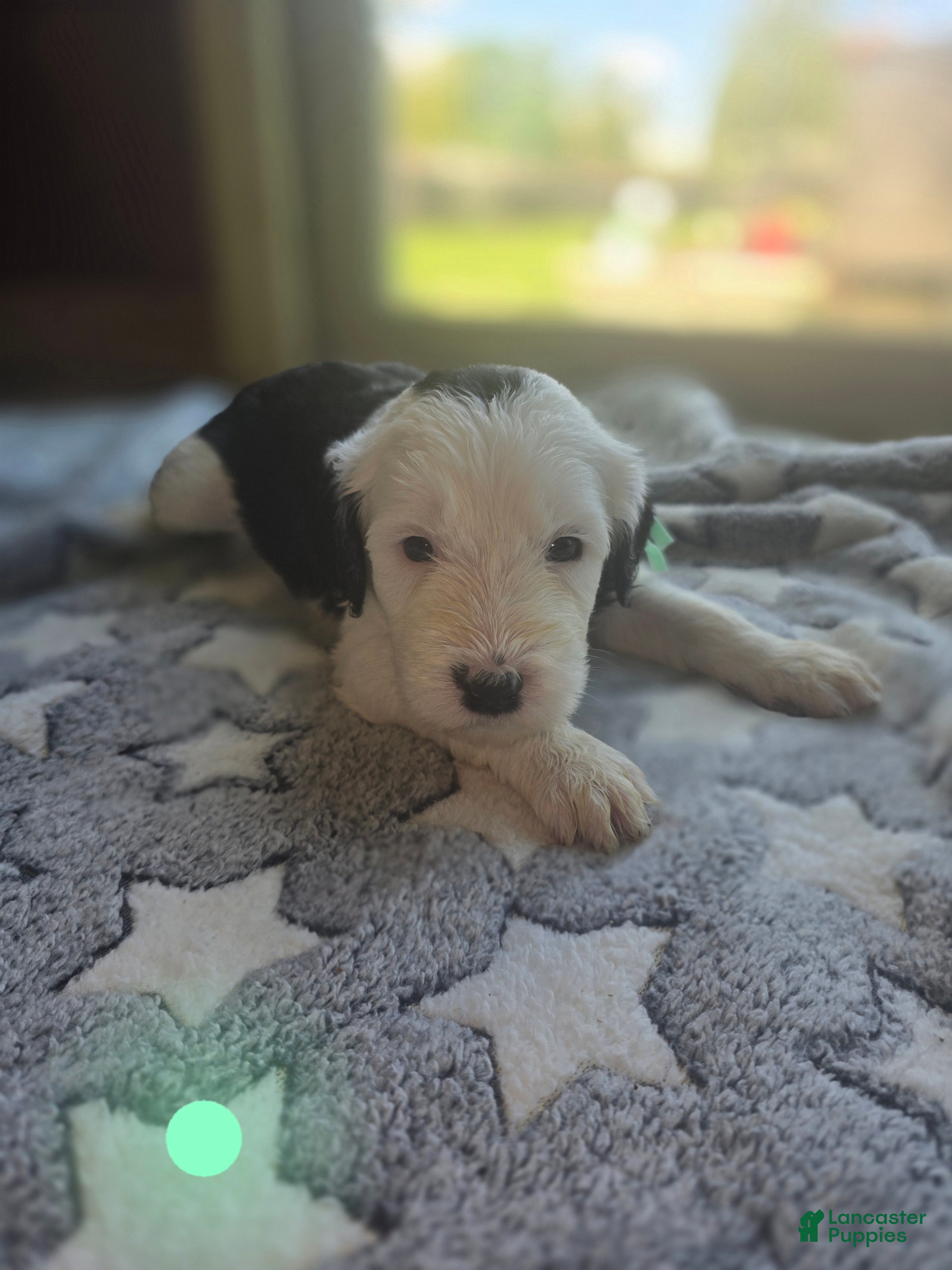 Sheepadoodle dogs Violet-mint green collar - Ad 17