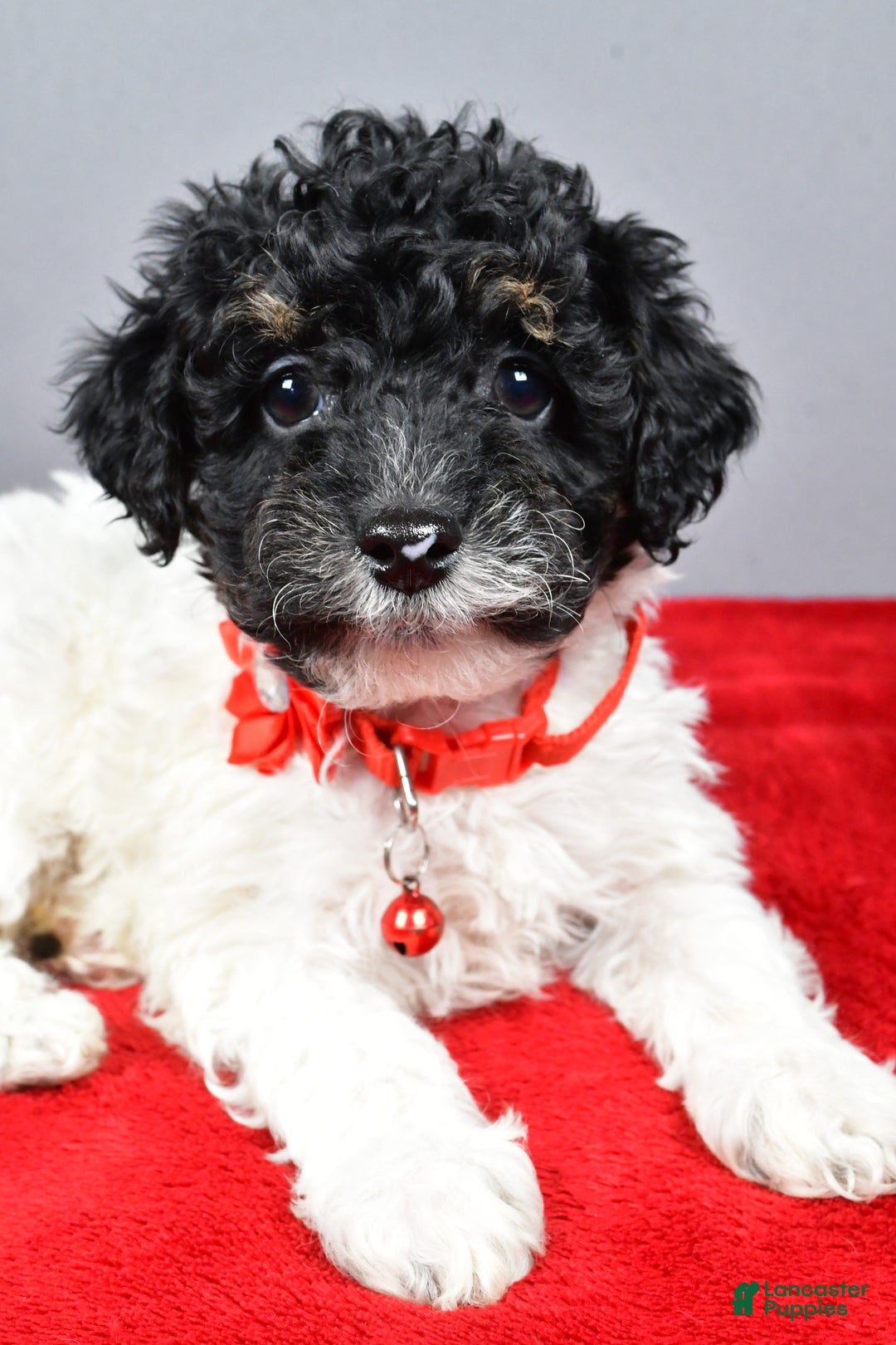 Miniature Poodle dogs for sale: April - Ad 10