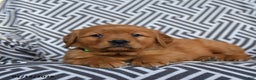 Golden Retriever dogs for sale: Lasagna - Ad 2