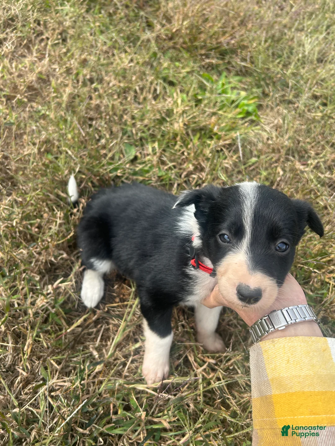 Border Collie dogs for sale: Border Collie Puppy 2 - Ad 6