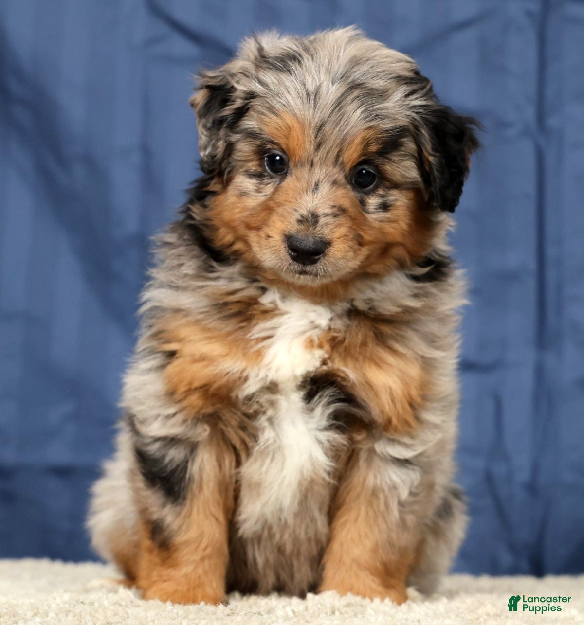 Mini Aussiedoodle dogs Austin - Ad 2