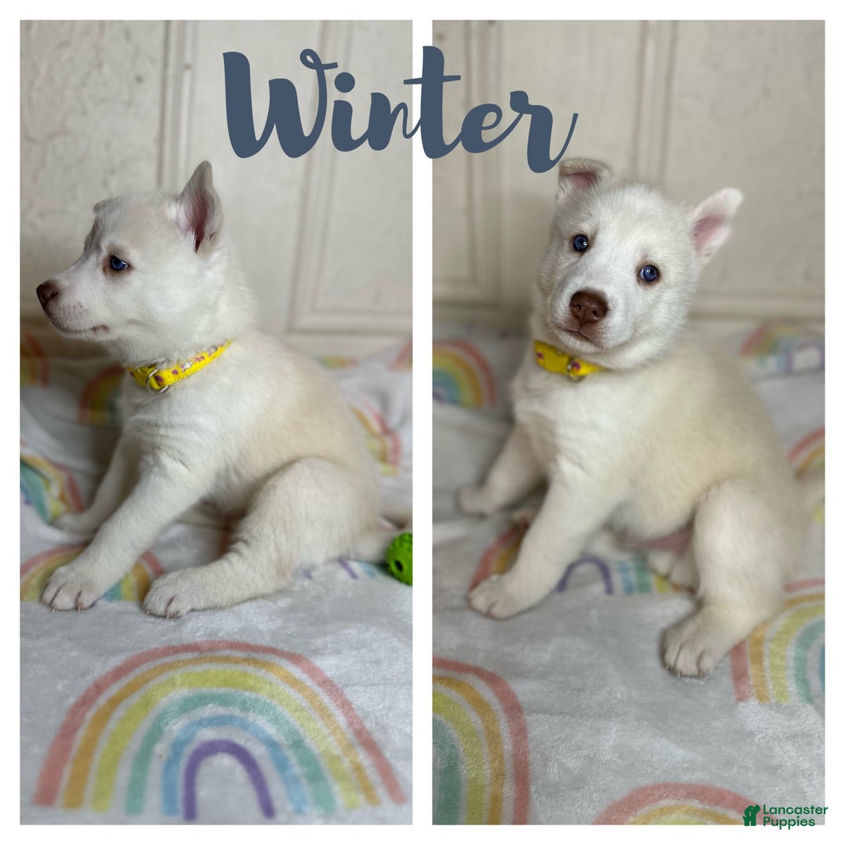 Siberian Husky dogs Winter  - Ad 24