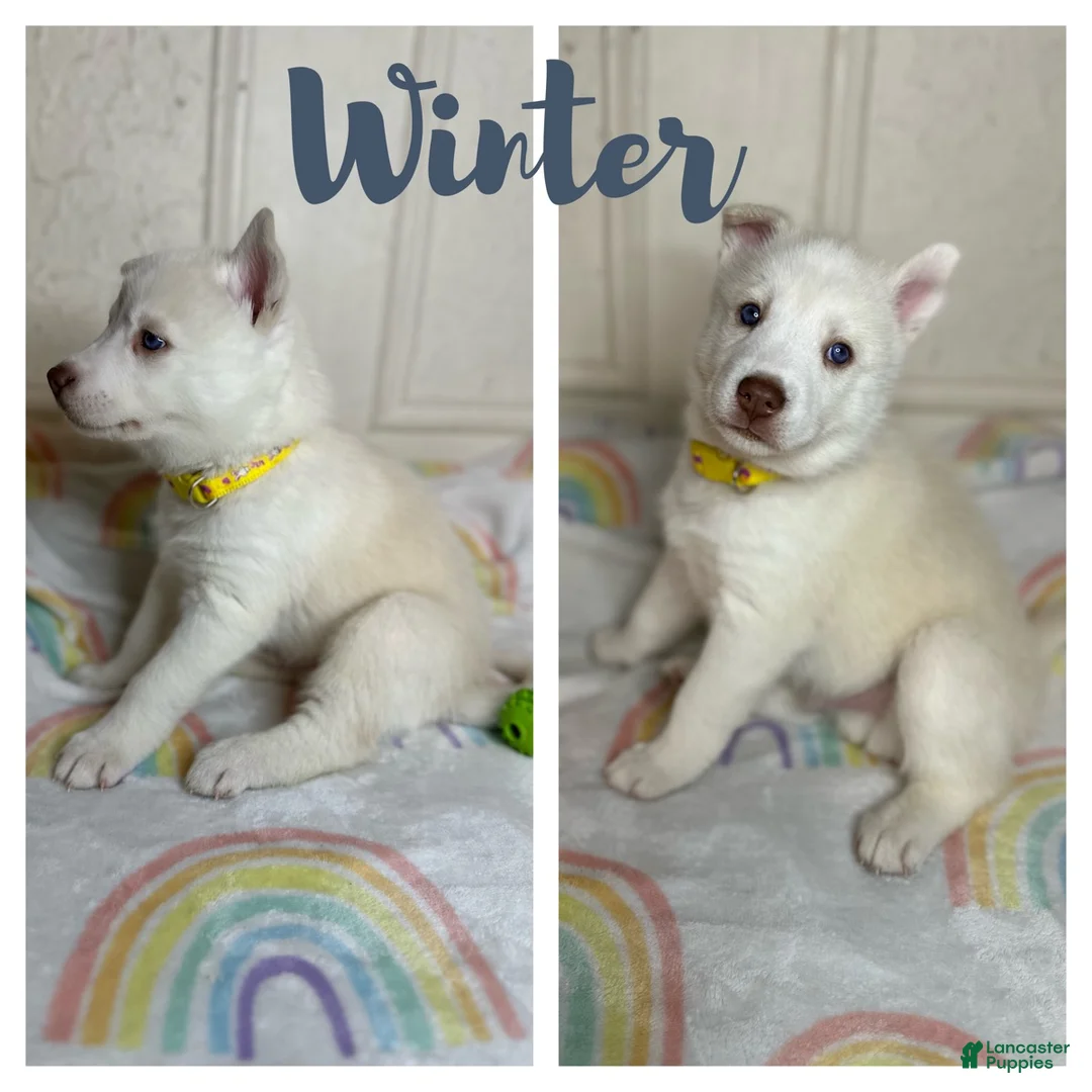 Siberian Husky dogs for sale: Winter  - Ad 1