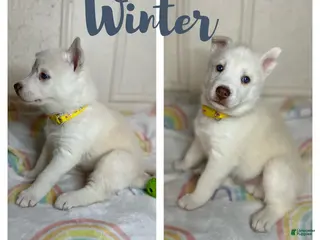 Siberian Husky dogs Winter - Ad 35