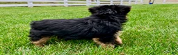 Yorkshire Terrier dogs for sale: Autumn - Ad 7