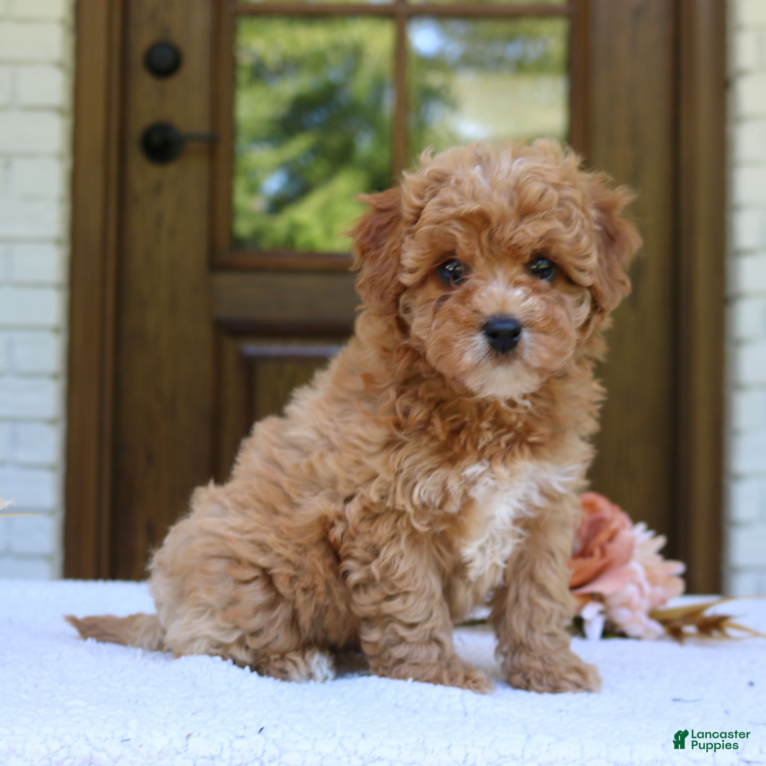 Cavapoo dogs Jolene  - Ad 2