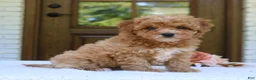 Cavapoo dogs for sale: Jolene  - Ad 2