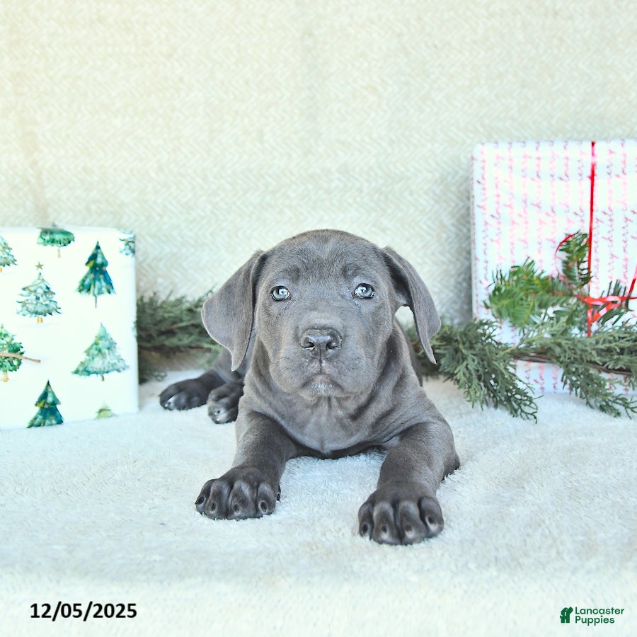 Cane Corso dogs Sage - Ad 7