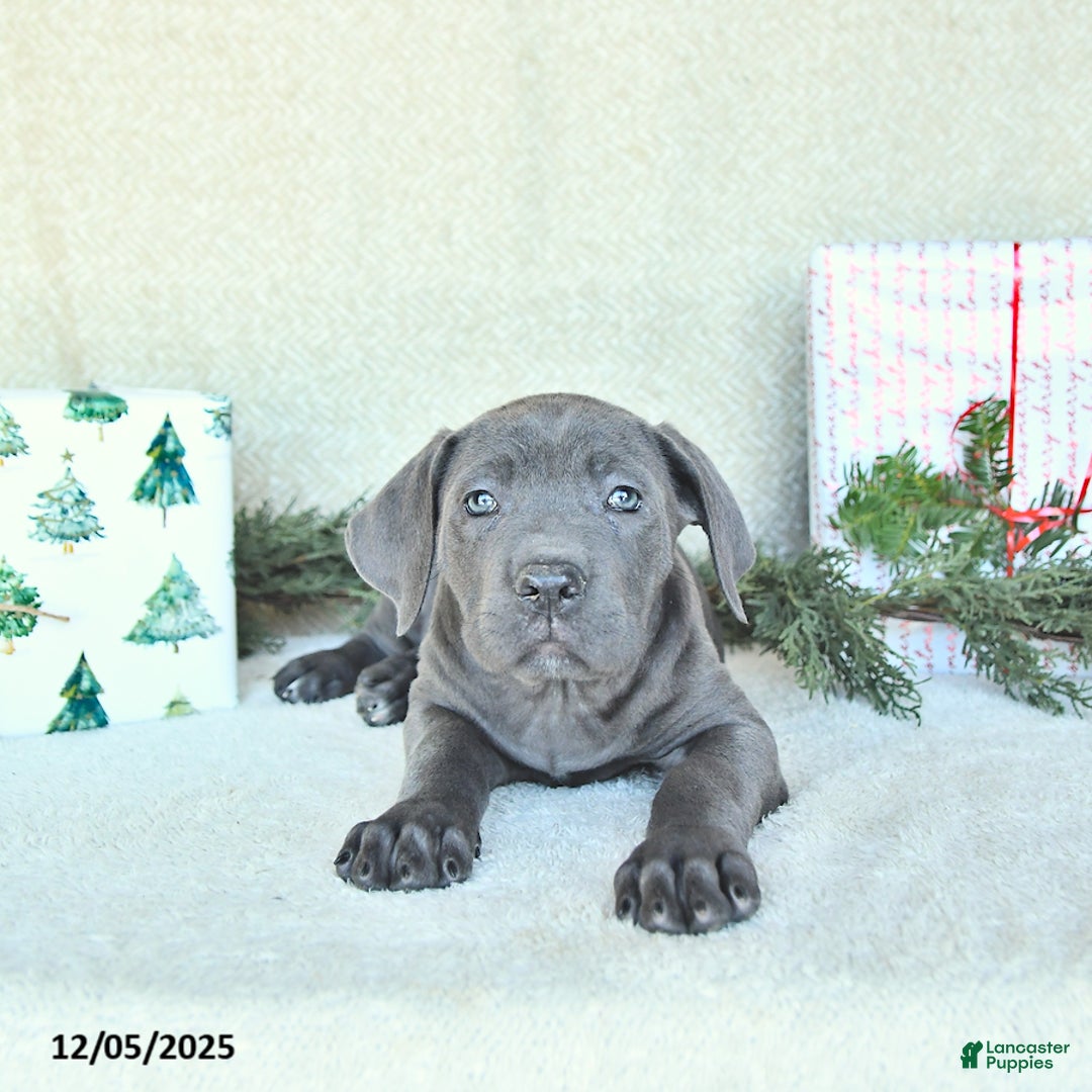 Cane Corso dogs for sale: Sage - Ad 1