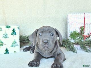 Cane Corso dogs Sage - Ad 16