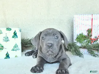 Cane Corso dogs Sage - Ad 2