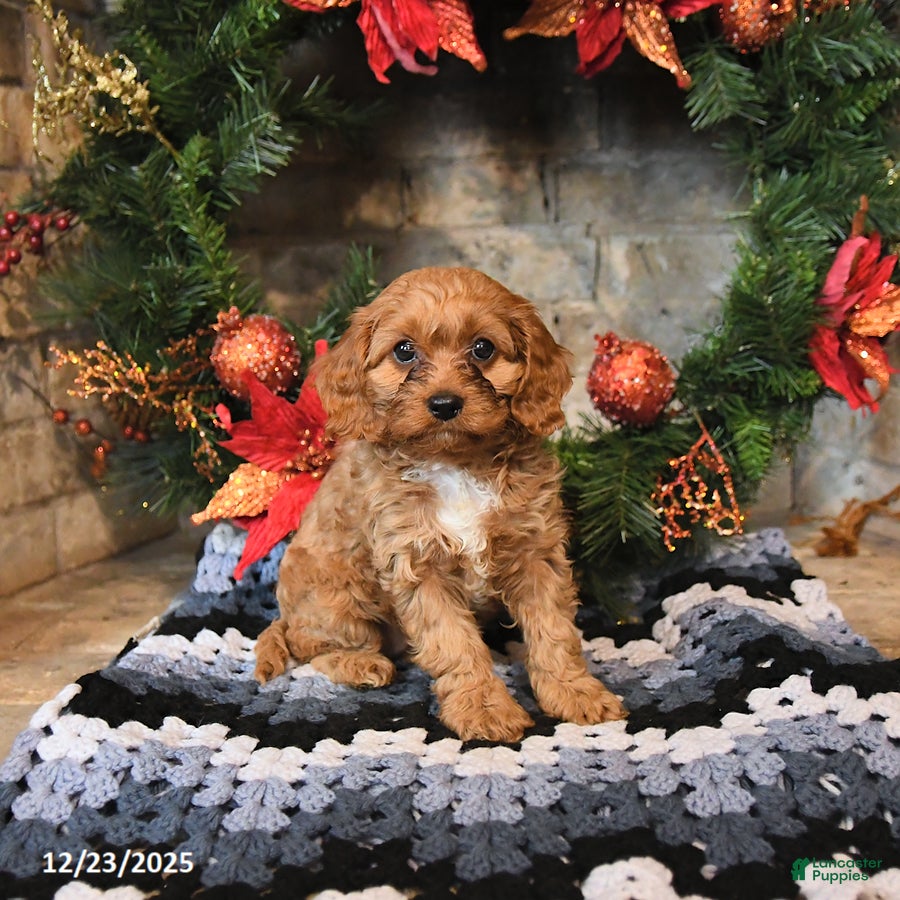 Cavapoo dogs Fudge - Ad 22
