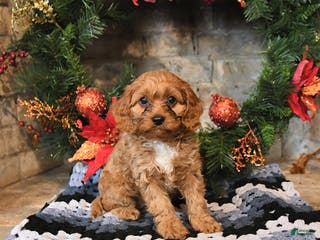 Cavapoo dogs Fudge - Ad 4