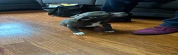 American Bully dogs for sale: American Bully 3 - Ad 3