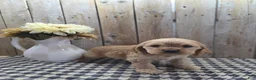 Cocker Spaniel dogs for sale: Cash - Ad 4
