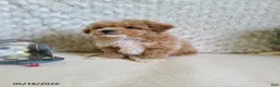 Bichpoo dogs for sale: Pluto - Ad 5