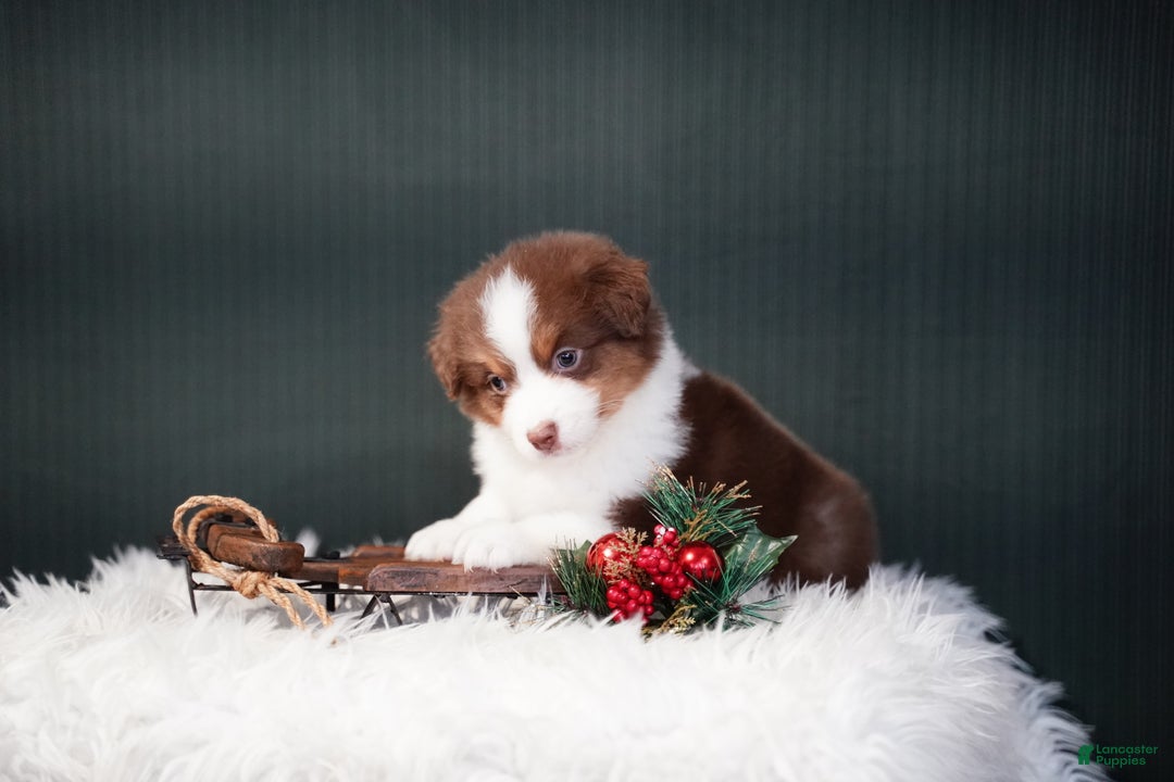 Miniature Australian Shepherd dogs for sale: Barney - Ad 1