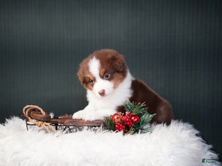 Miniature Australian Shepherd dogs Barney - Ad 25