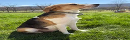Mixed Breed dogs for sale: Mixed Breed Puppy 6 - Ad 3