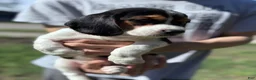 Beagle dogs for sale: Princess 💗 - Ad 12