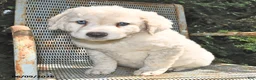 Great Pyrenees dogs for sale: Jasmine - Ad 3
