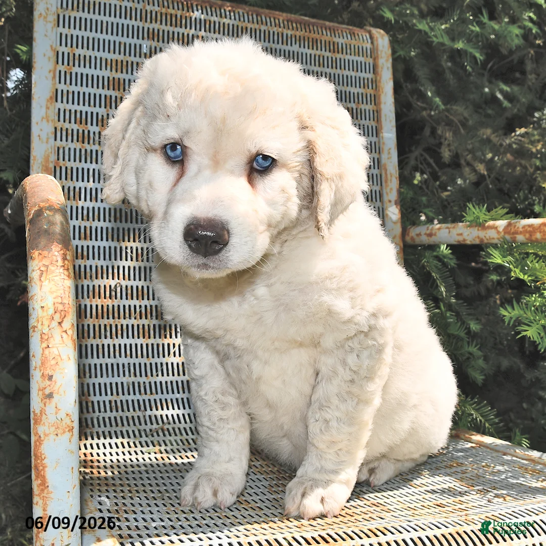 Great Pyrenees dogs for sale: Jasmine - Ad 3