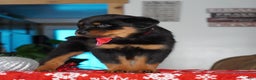 Rottweiler dogs for sale: Lola - Ad 3
