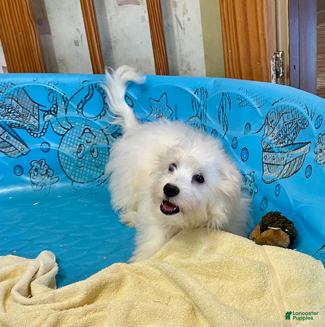 Mixed Breed dogs for sale: Shawn - Ad 10