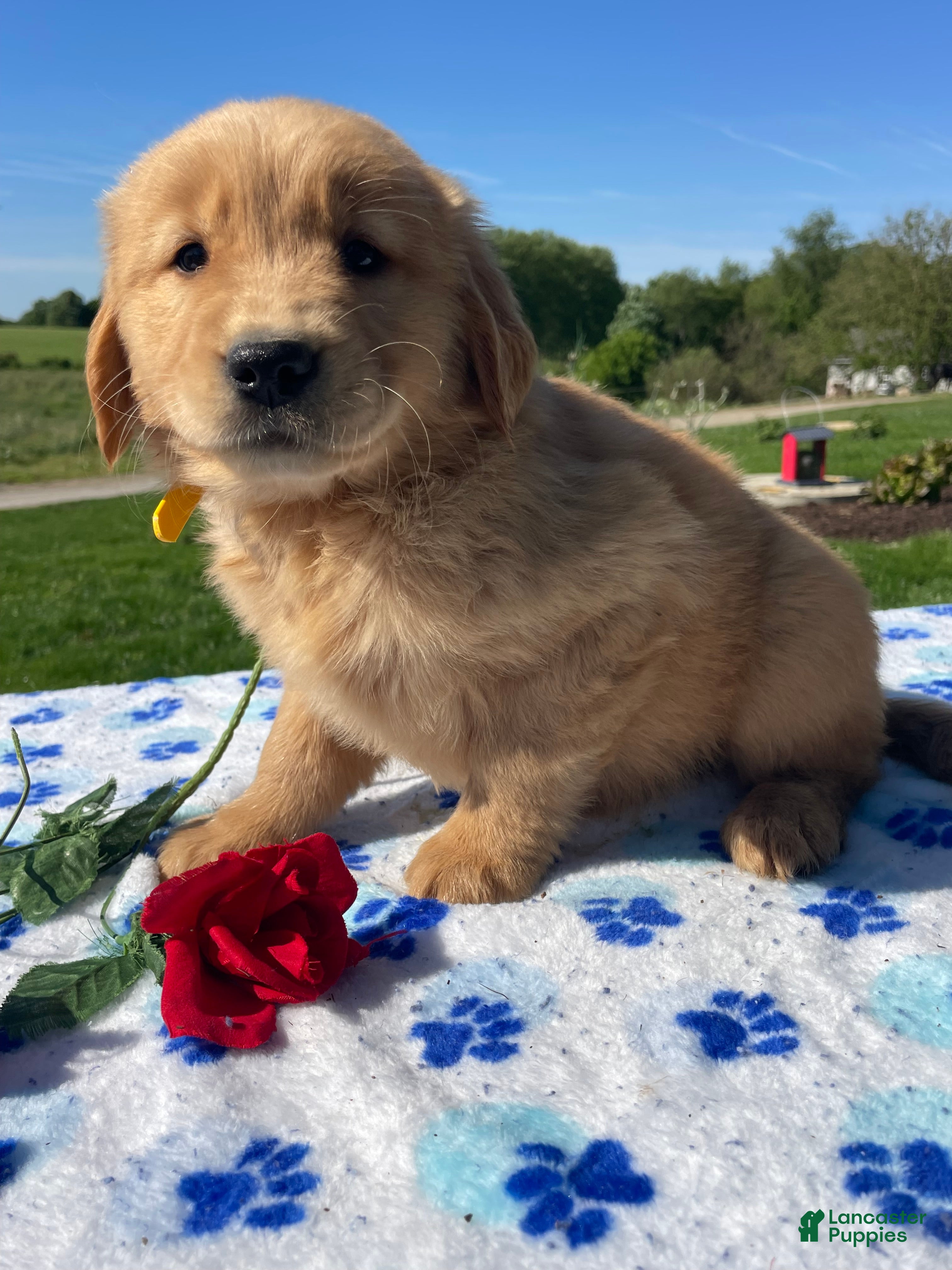 Golden Retriever dogs Callie - Ad 18
