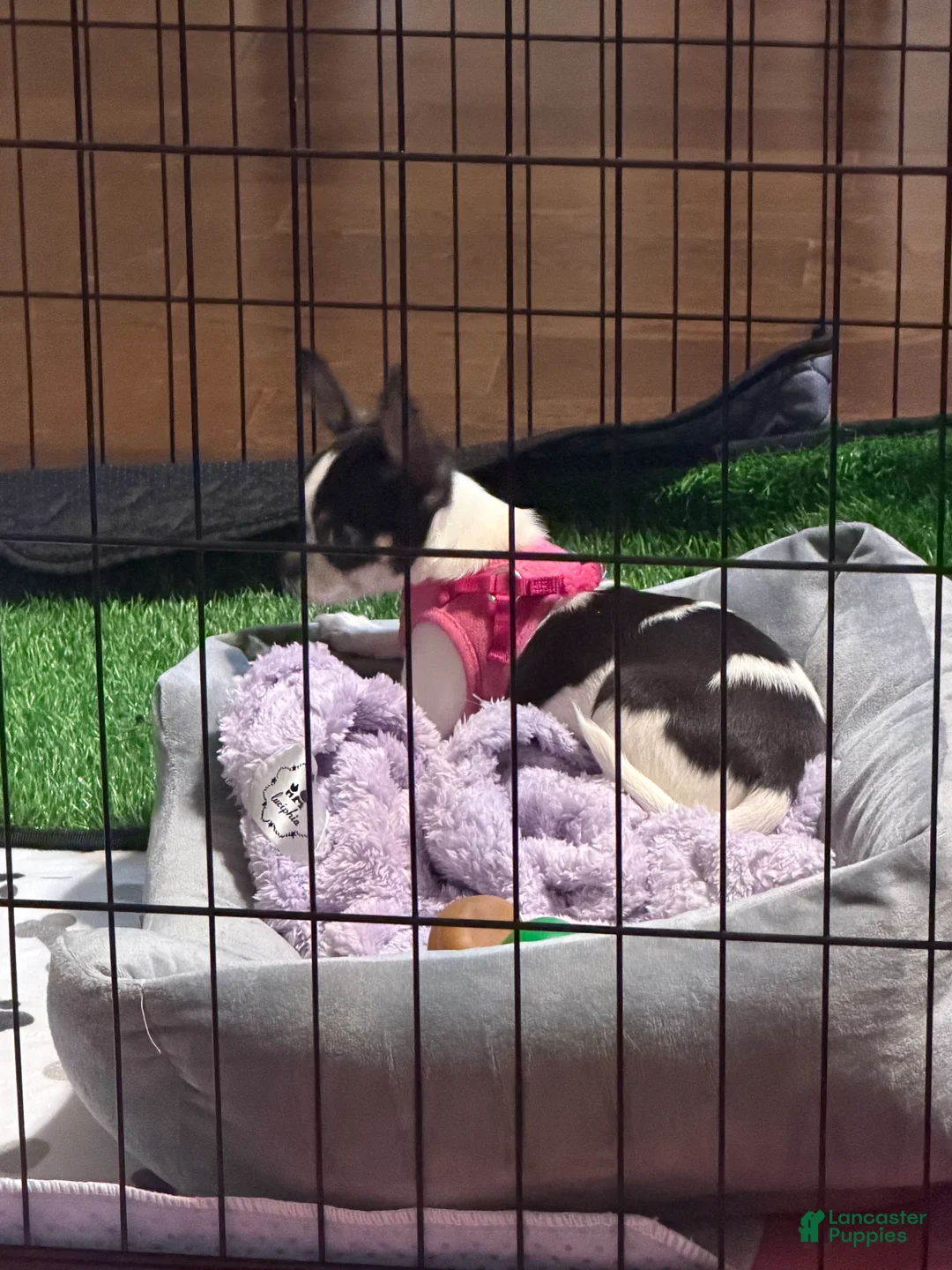 Chihuahua dogs for sale: Chihuahua 1 - Ad 1