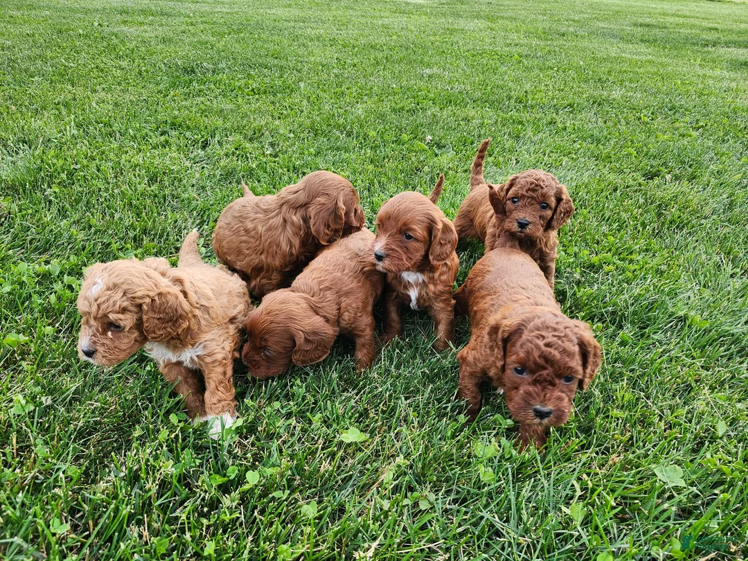 Cavapoo dogs for sale: Fiona  - Ad 17