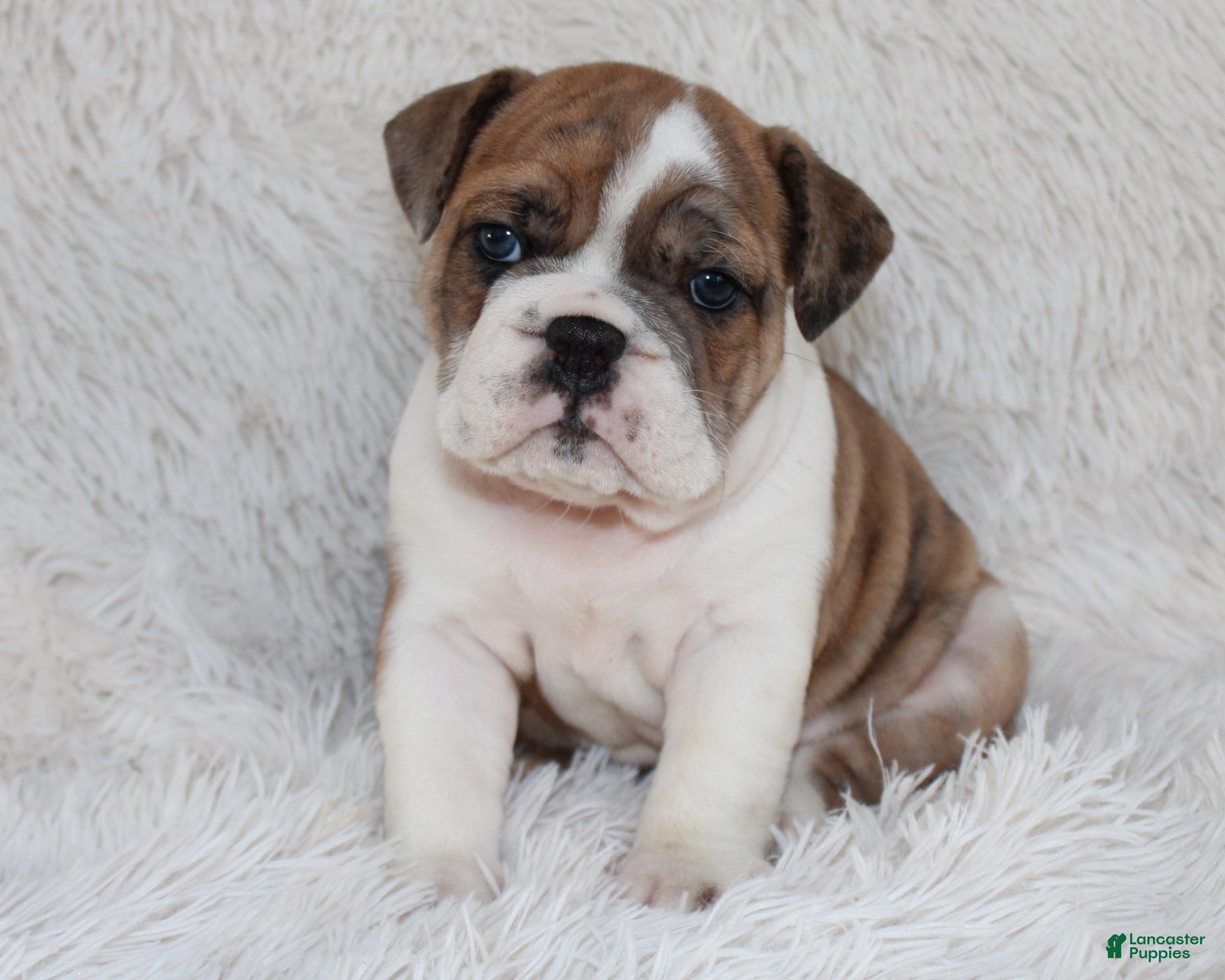English Bulldog dogs AKC Oakley - Ad 1