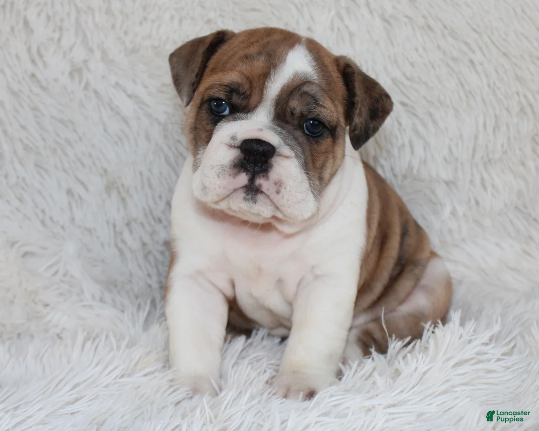 English Bulldog dogs for sale: AKC Oakley - Ad 8