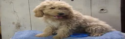 Cockapoo dogs for sale: Brady - Ad 5