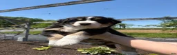 Australian Shepherd dogs for sale: Scout - Ad 2