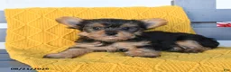 Yorkshire Terrier dogs for sale: Ladybug - Ad 2
